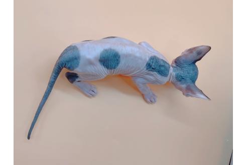 成約済の東京都のスフィンクス-19554の2枚目