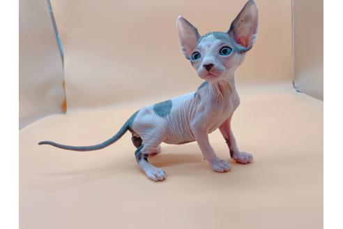 成約済の東京都のスフィンクス-19554の3枚目