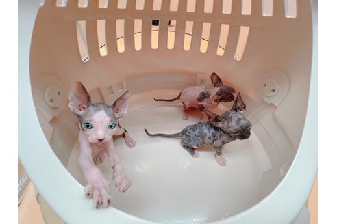 成約済の東京都のスフィンクス-18603の4枚目