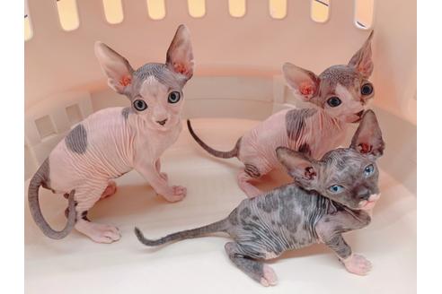 成約済の東京都のスフィンクス-18603の3枚目