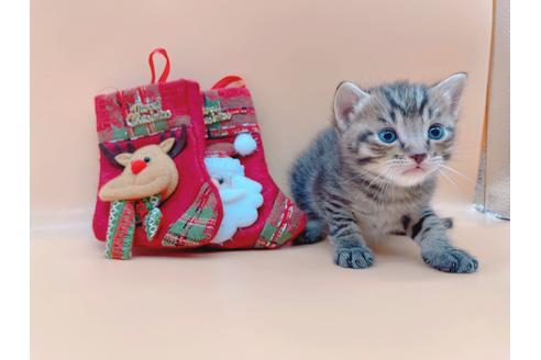 成約済の東京都のその他の猫種-19555の8枚目