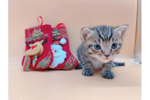 成約済の東京都のその他の猫種-19555の2枚目