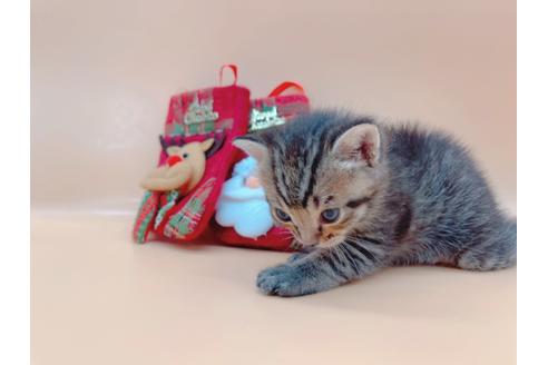 成約済の東京都のその他の猫種-19555の3枚目