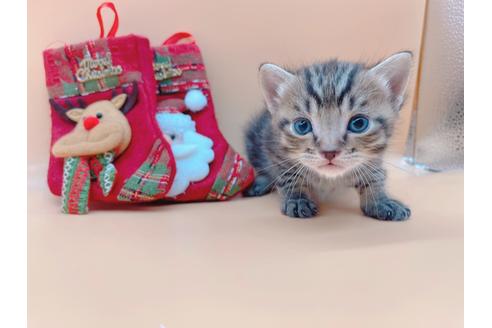 成約済の東京都のその他の猫種-19555の1枚目