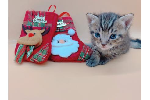 成約済の東京都のその他の猫種-19555の4枚目