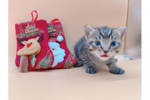 成約済の東京都のその他の猫種-19555の5枚目