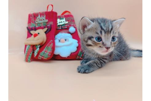 成約済の東京都のその他の猫種-19555の6枚目