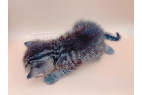 成約済の東京都のその他の猫種-19555の7枚目