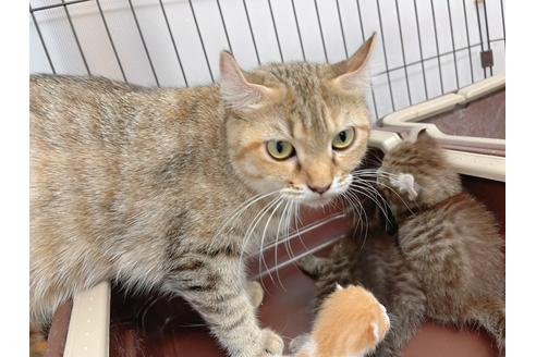 成約済の東京都のその他の猫種-19556の2枚目