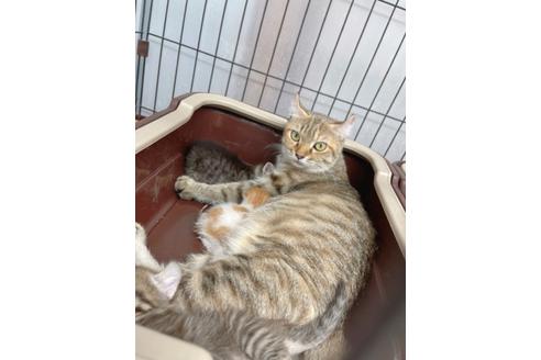 成約済の東京都のその他の猫種-19556の1枚目