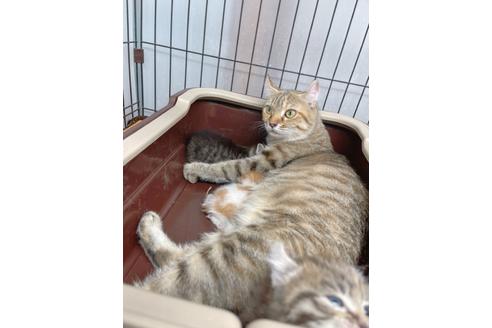 成約済の東京都のその他の猫種-19556の3枚目