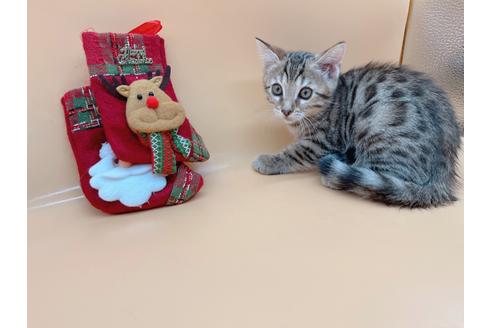 成約済の東京都のジェネッタ-19567の4枚目