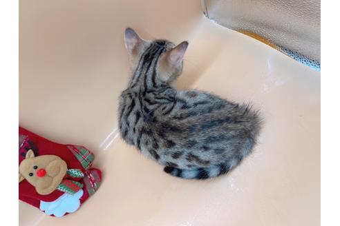 成約済の東京都のジェネッタ-19567の2枚目