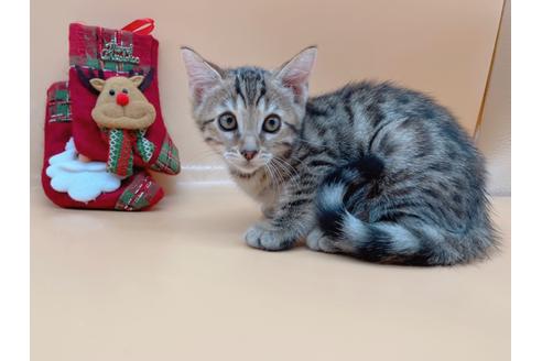 成約済の東京都のジェネッタ-19567の1枚目