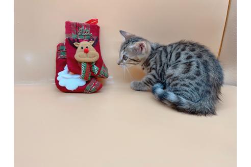 成約済の東京都のジェネッタ-19567の3枚目