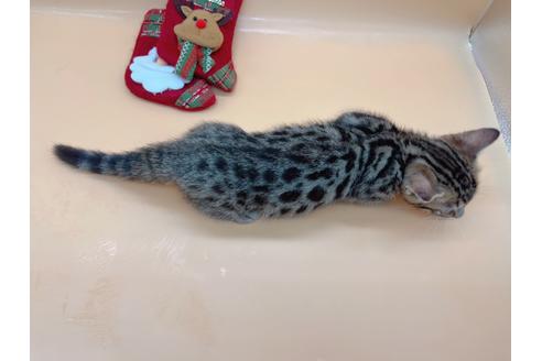 成約済の東京都のジェネッタ-19564の4枚目