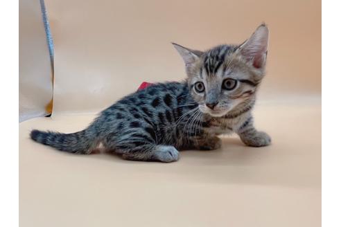 成約済の東京都のジェネッタ-19564の5枚目