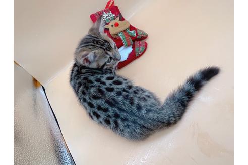 成約済の東京都のジェネッタ-19564の2枚目