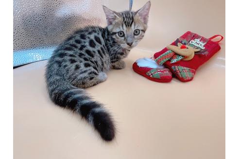 成約済の東京都のジェネッタ-19564の1枚目