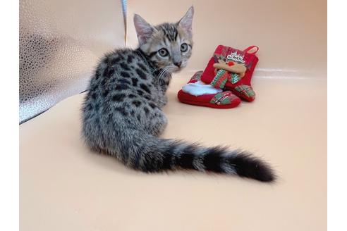 成約済の東京都のジェネッタ-19564の3枚目