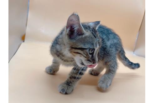 成約済の東京都のジェネッタ-19566の2枚目