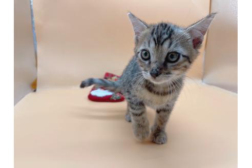 成約済の東京都のジェネッタ-19566の3枚目