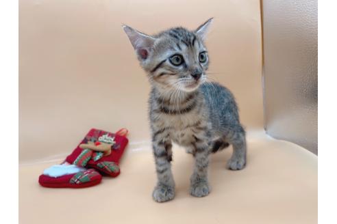 成約済の東京都のジェネッタ-19566の4枚目