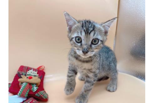 成約済の東京都のジェネッタ-19566の5枚目