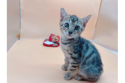 成約済の東京都のジェネッタ-19566の1枚目