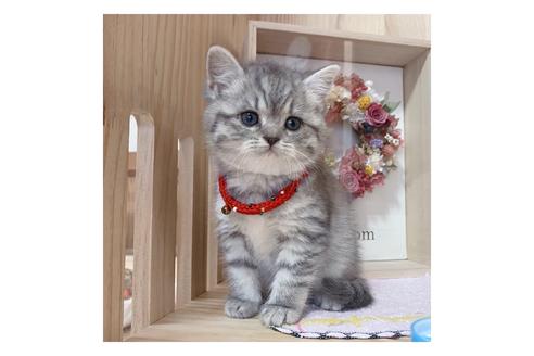 成約済の長野県のミヌエット-19563の5枚目