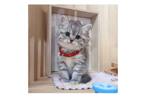 成約済の長野県のミヌエット-19563