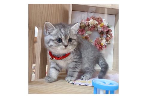 成約済の長野県のミヌエット-19563の2枚目