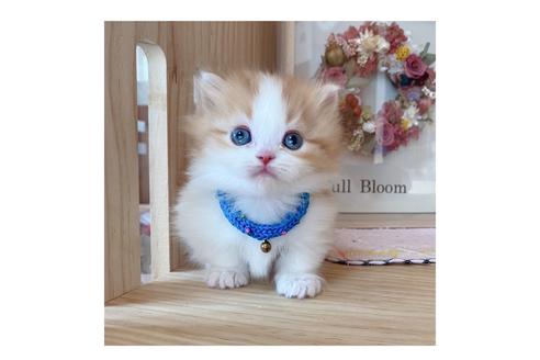 成約済の長野県のミヌエット-19565