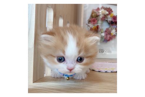 成約済の長野県のミヌエット-19565の5枚目