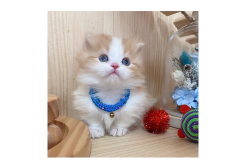 成約済の長野県のミヌエット-19565の4枚目