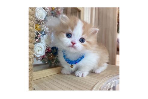 成約済の長野県のミヌエット-19565の2枚目