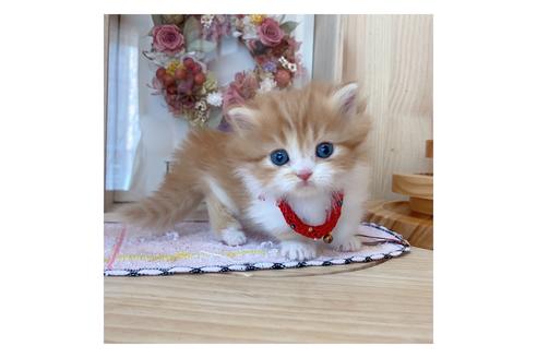 成約済の長野県のミヌエット-19568