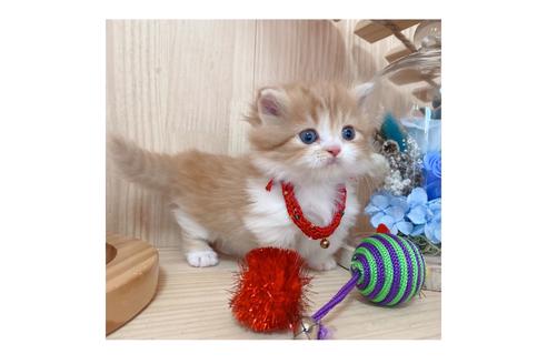 成約済の長野県のミヌエット-19568の5枚目