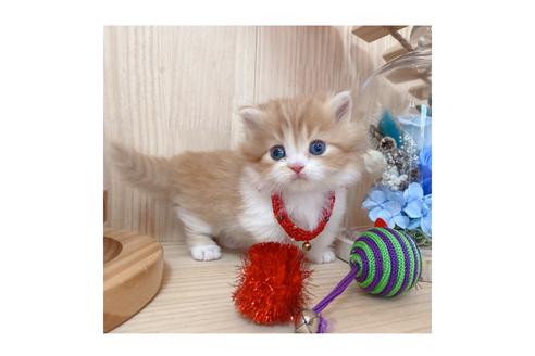 成約済の長野県のミヌエット-19568の3枚目