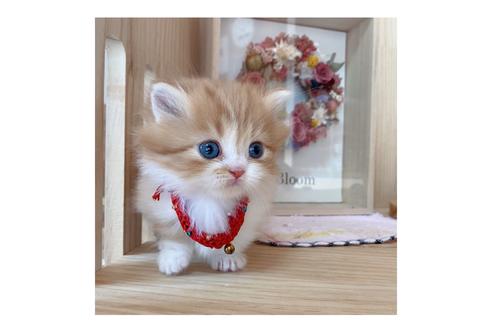 成約済の長野県のミヌエット-19568の2枚目