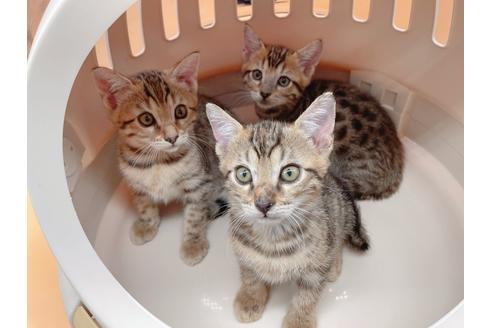 成約済の東京都のジェネッタ-18409の4枚目