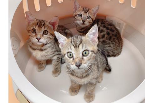 成約済の東京都のジェネッタ-18409