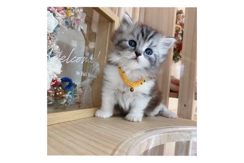 成約済の長野県のミヌエット-19569の1枚目