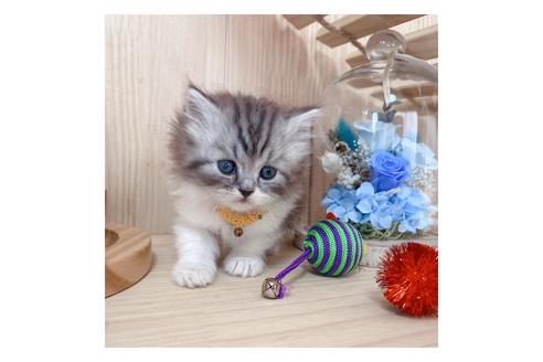 成約済の長野県のミヌエット-19569の5枚目