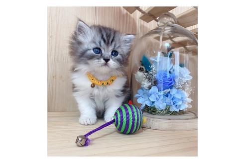 成約済の長野県のミヌエット-19569の4枚目