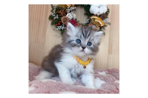 成約済の長野県のミヌエット-19569の3枚目