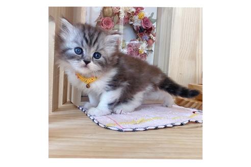 成約済の長野県のミヌエット-19569の2枚目