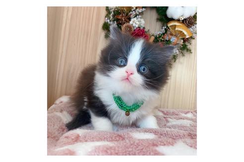 成約済の長野県のミヌエット-19571