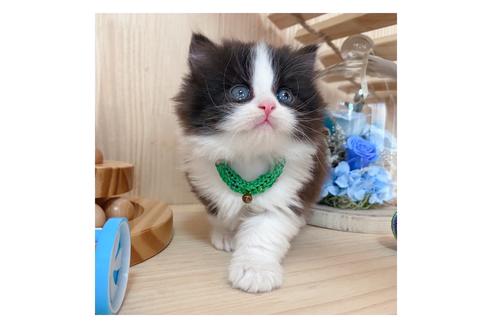 成約済の長野県のミヌエット-19571の5枚目