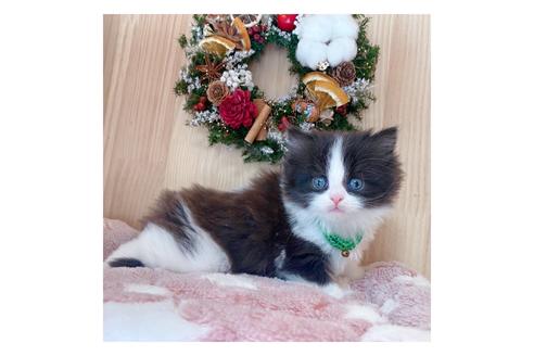 成約済の長野県のミヌエット-19571の4枚目